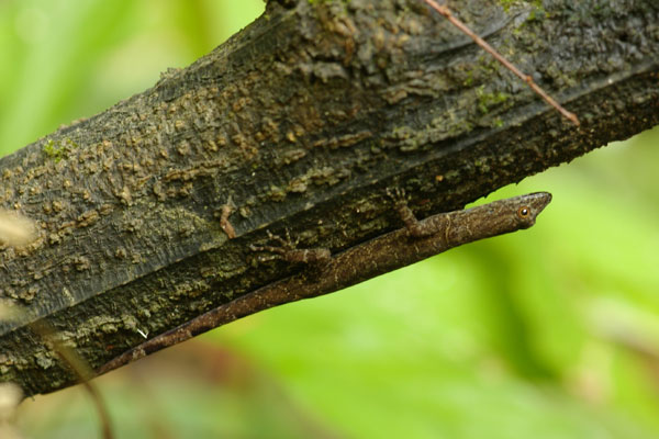 Bridled Forest Gecko (Gonatodes humeralis)