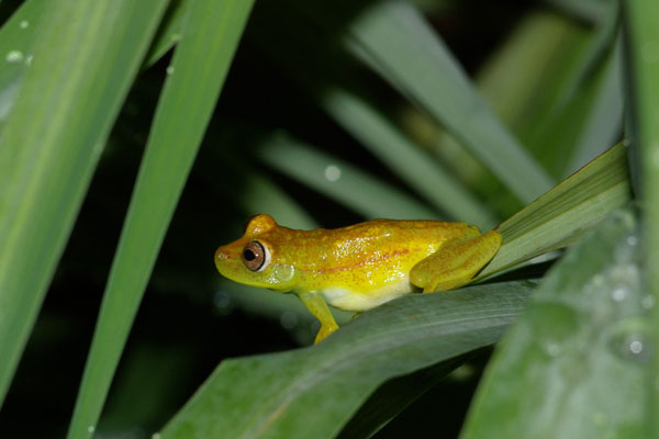 Polkadot Treefrog (Boana punctata)