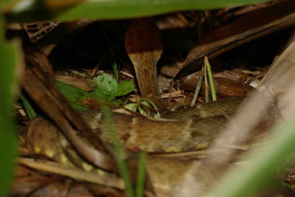 South American Lancehead (Bothrops atrox)