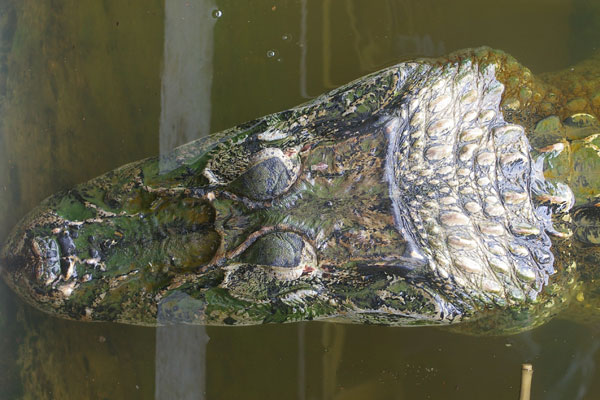 Black Caiman (Melanosuchus niger)