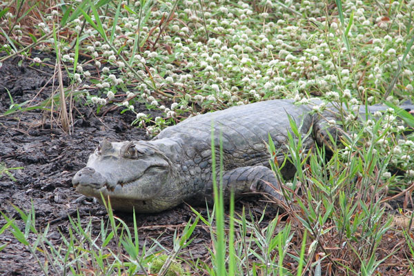 Common Caiman (Caiman crocodilus)