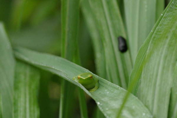 Greater Hatchet-faced Treefrog (Sphaenorhynchus lacteus)