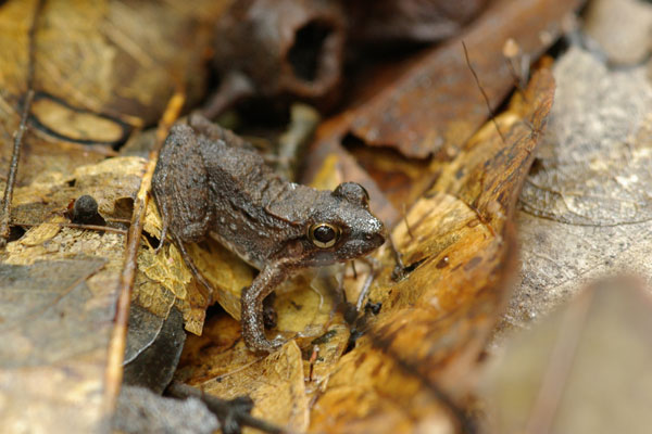 Cocha Chirping Frog (Adenomera andreae)