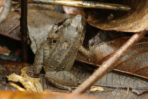 Cocha Chirping Frog (Adenomera andreae)