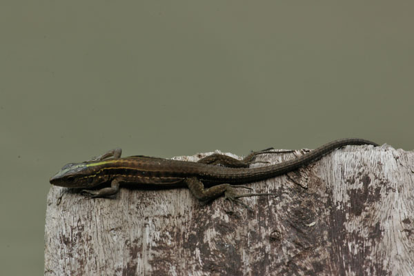 Cocha Whiptail (Kentropyx altamazonica)