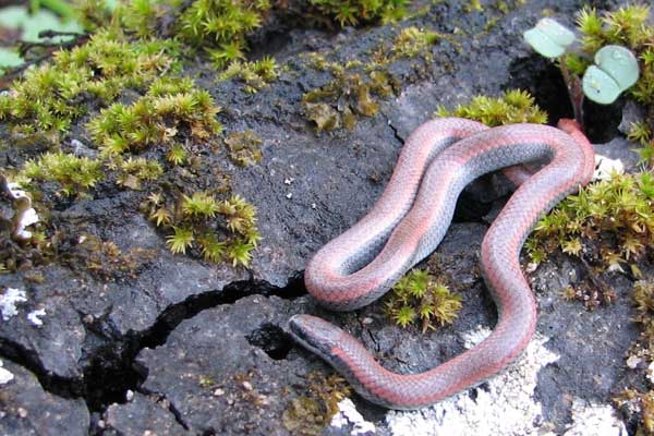 Common Sharp-tailed Snake (Contia tenuis)