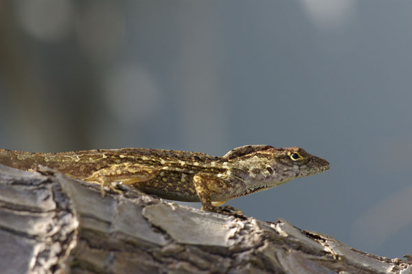 Cuban Brown Anole (Anolis sagrei sagrei)