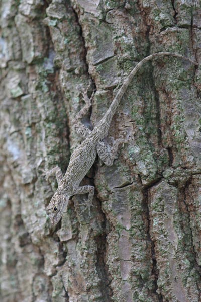 Florida Bark Anole (Anolis distichus floridanus)