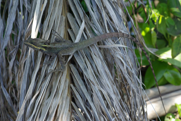 Brown Basilisk (Basiliscus vittatus)