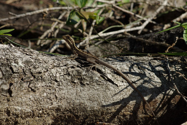 Brown Basilisk (Basiliscus vittatus)