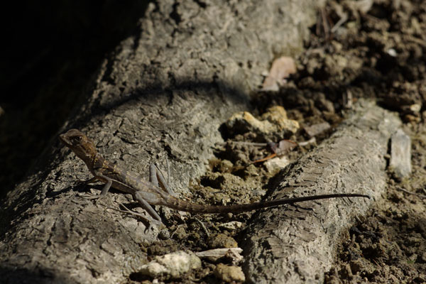 Brown Basilisk (Basiliscus vittatus)