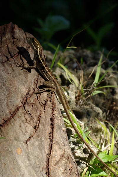 Brown Basilisk (Basiliscus vittatus)