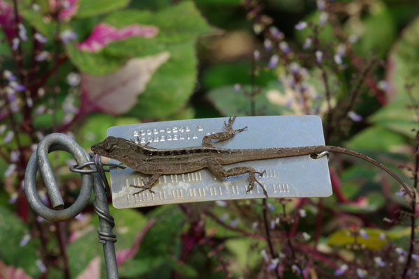 Cuban Brown Anole (Anolis sagrei sagrei)