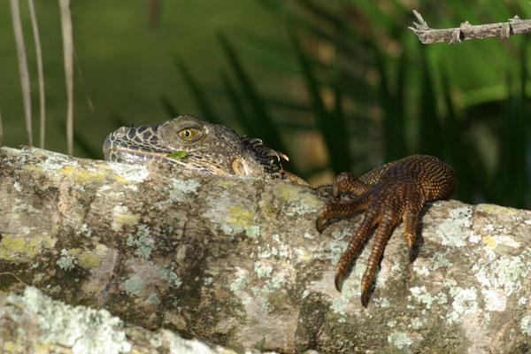 Green Iguana (Iguana iguana)