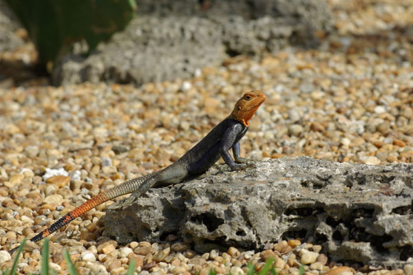 West African Rainbow Lizard (Agama picticauda)