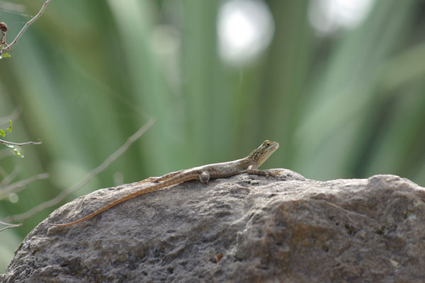 West African Rainbow Lizard (Agama picticauda)