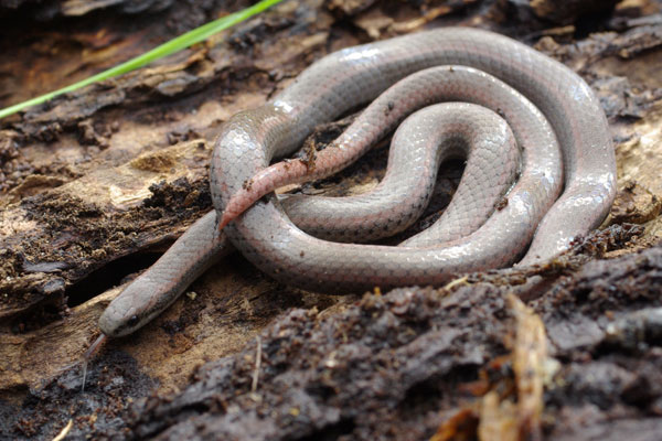 Common Sharp-tailed Snake (Contia tenuis)