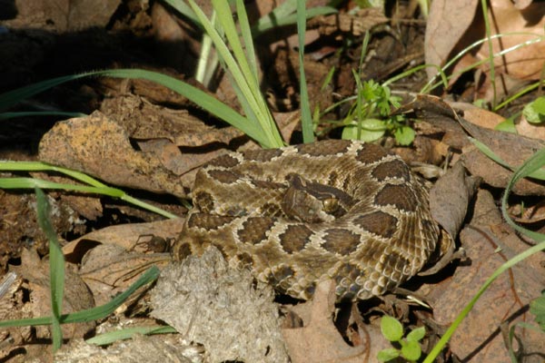 Northern Pacific Rattlesnake (Crotalus oreganus oreganus)