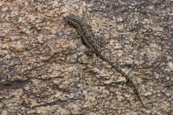 Schott’s Tree Lizard (Urosaurus ornatus schottii)