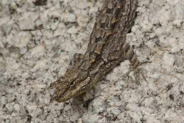 Schott’s Tree Lizard (Urosaurus ornatus schottii)