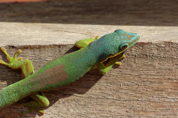 Lined Day Gecko (Phelsuma lineata lineata)