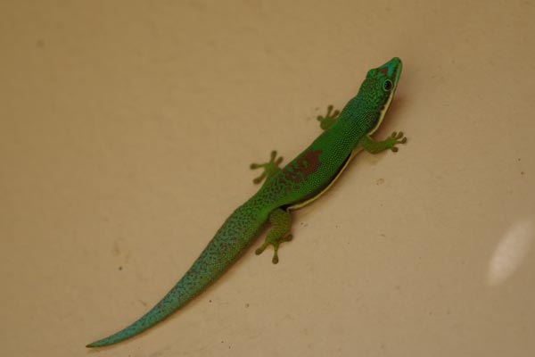 Lined Day Gecko (Phelsuma lineata lineata)