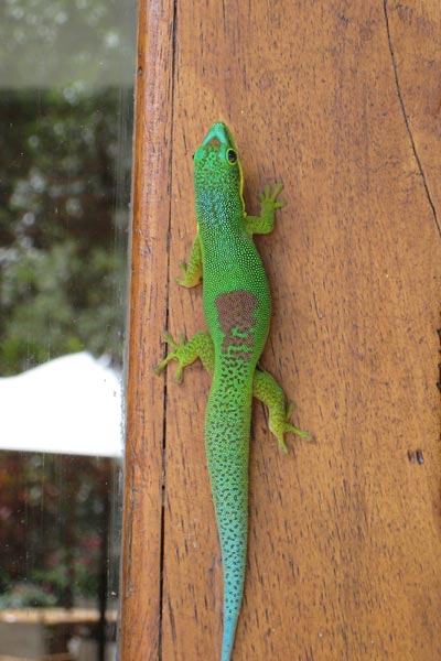 Lined Day Gecko (Phelsuma lineata lineata)