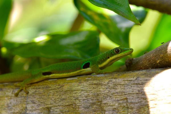 Peacock Day Gecko (Phelsuma quadriocellata quadriocellata)