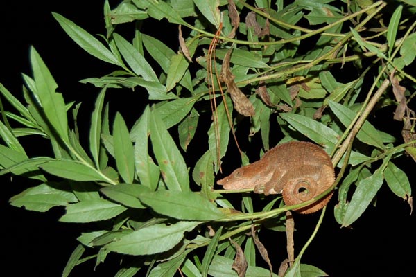 Short-horned Chameleon (Calumma brevicorne)