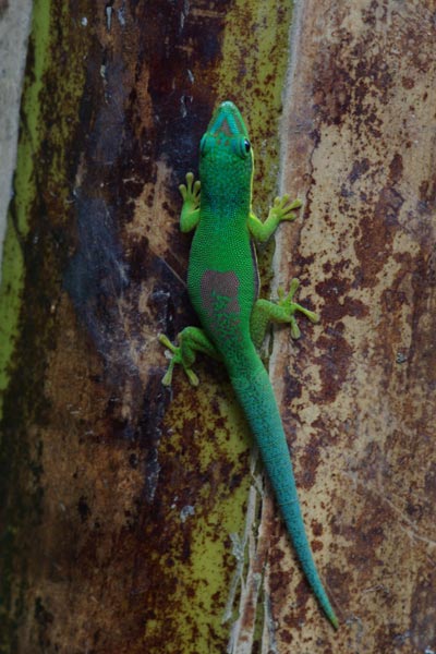 Lined Day Gecko (Phelsuma lineata lineata)