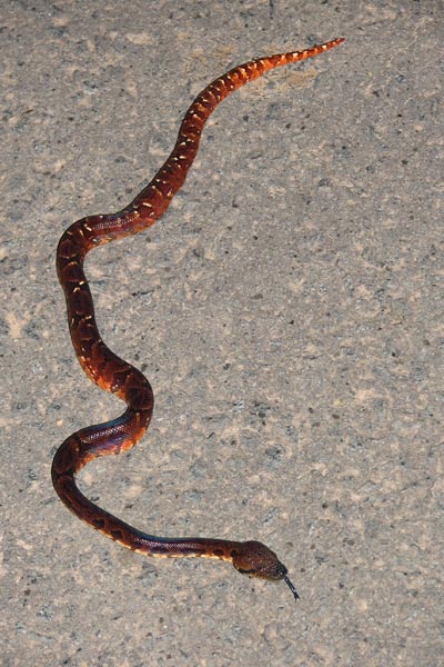 Madagascar Tree Boa (Sanzinia madagascariensis)