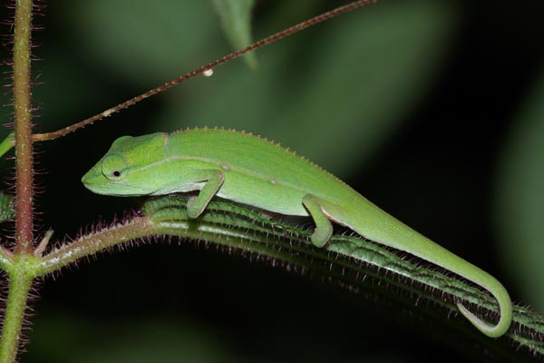 Perinet Chameleon (Calumma gastrotaenia)