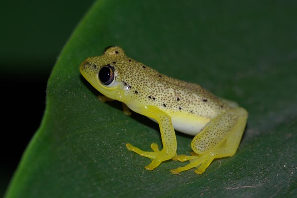 Spotted Madagascar Reed Frog (Heterixalus punctatus)