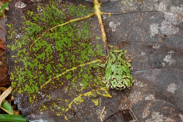 Marbled Rain Frog (Scaphiophryne marmorata)