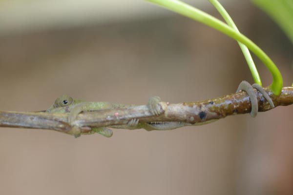 Short-horned Chameleon (Calumma brevicorne)