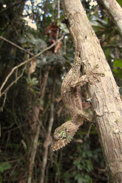 Mossy Leaf-tailed Gecko (Uroplatus sikorae)