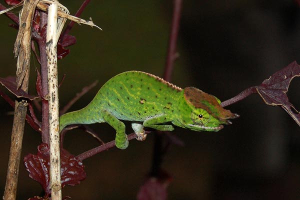 Canopy Chameleon (Furcifer willsii)