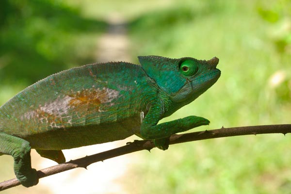 Parson’s Chameleon (Calumma parsonii cristifer)