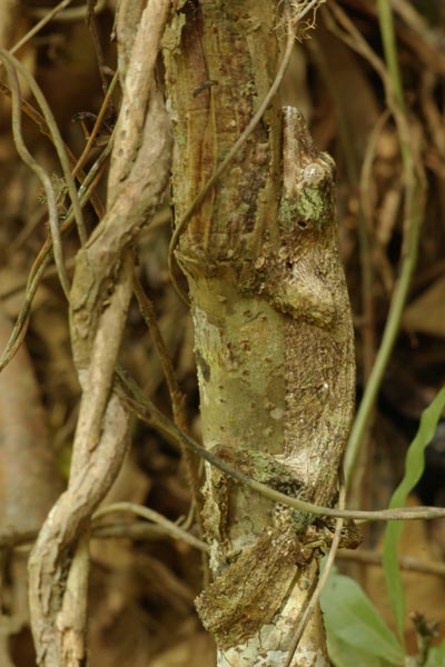 Mossy Leaf-tailed Gecko (Uroplatus sikorae)