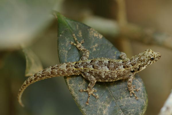 Gunther’s Dwarf Gecko (Lygodactylus miops)