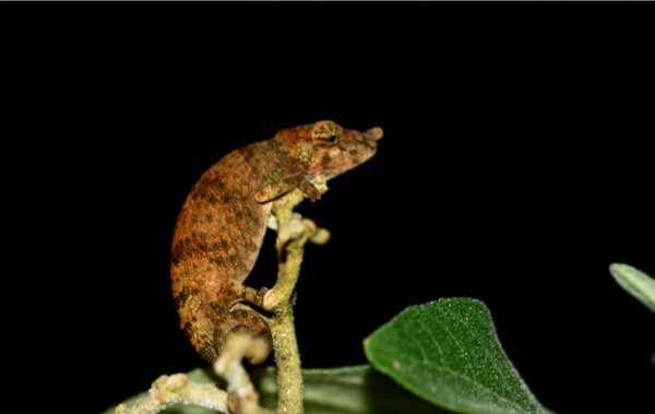 Angozongahy Nosed Chameleon (Calumma emelinae)