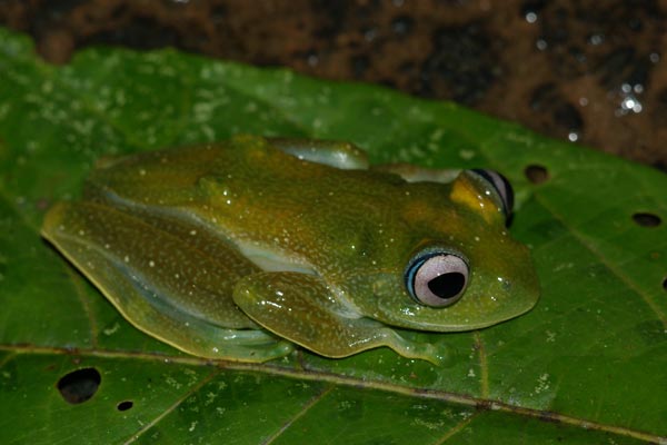 unidentified species (Boophis cf sandrae Andasibe)