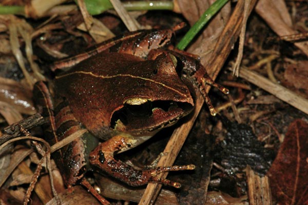 Madagascar Jumping Frog (Aglyptodactylus madagascariensis)