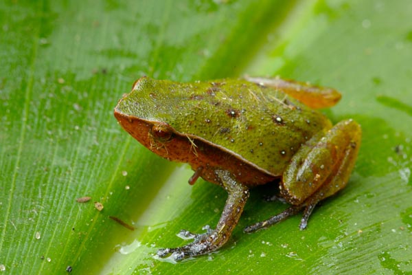 Mahanoro Digging Frog (Plethodontohyla notosticta)