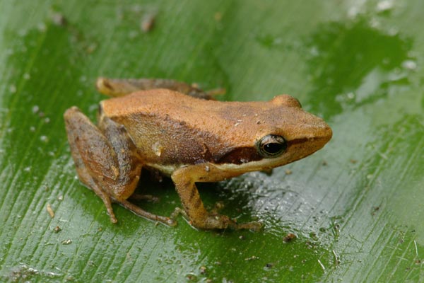 Moramanga Madagascar Frog (Blommersia blommersae)