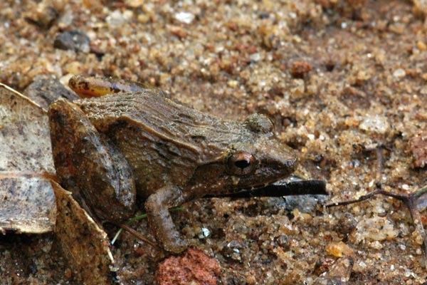 unidentified species (Mantidactylus betsileanus/katae)