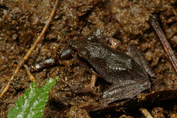 Madagascar Jumping Frog (Aglyptodactylus madagascariensis)