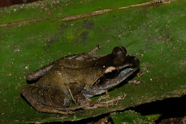 Pulsing Madagascar Frog (Guibemantis depressiceps)