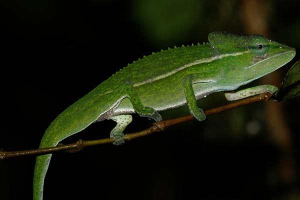 Perinet Chameleon (Calumma gastrotaenia)