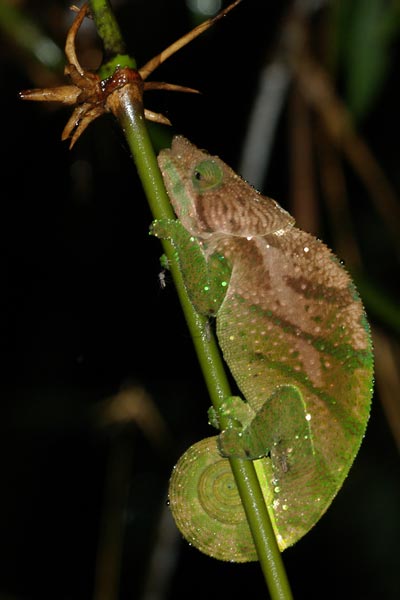 O’Shaugnessy’s Chameleon (Calumma oshaughnessyi)